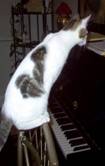 Shmoopie on Chair by Piano