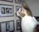 Shmoopie Looking at Pictures on Wall