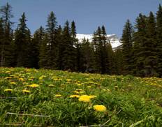 Field of Yellow Flowers with Tall Evergreens in Background