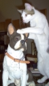 Shmoopie Teasing Boston Terrier