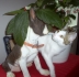 Shmoopie Showing Boston Terrier How to Hide Under a Plant
