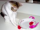 Shmoopie Staring at a Bowl of Pink Stuffed Mice