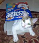 Shmoopie Trapped in a Cereal Box