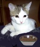 Shmoopie Staring at Cat Bowl