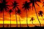 Sunrise At Oasis *Sunrise*