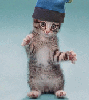 Kitten1 *Kitten1*