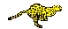 Leopard *Leopard*