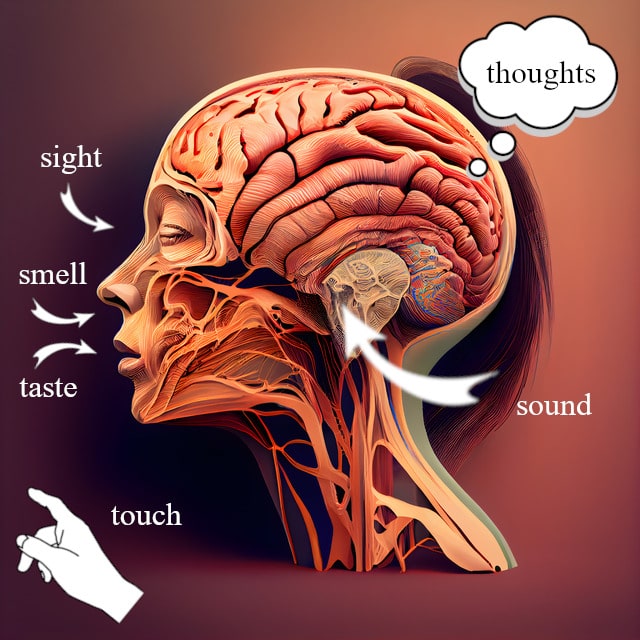 Things enter the brain through the senses