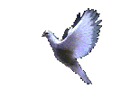 dove flying