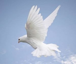 Holy Spirit Dove