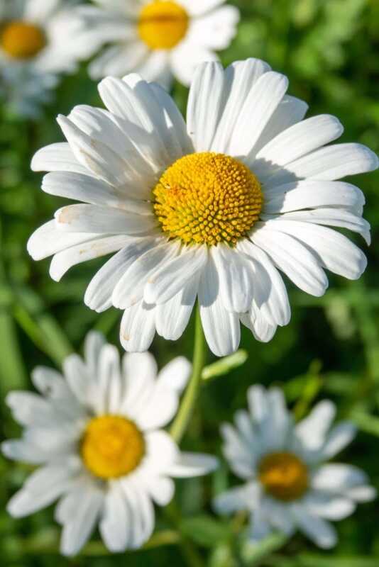 Daisies, often associated with hope