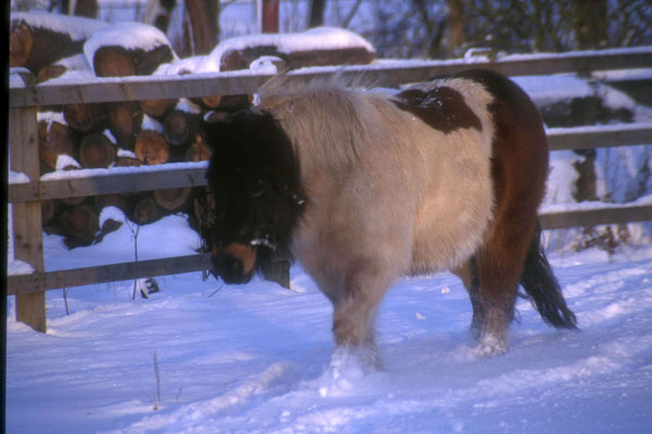 Shetland Pony