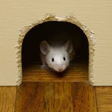 white mouse in hole in the wall