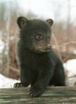 Bear cub