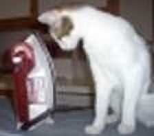 Dinner Shmoopie Looking at a Bag of Cat Food