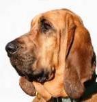 Hound Dog Looking at Shmoopie