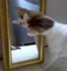Shmoopie Admiring Reflection in Mirror