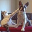 Shmoopie Teasing Boston Terrier