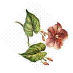 Pretty Flowers