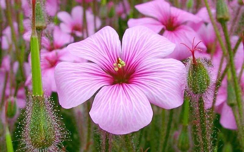 Love Without Limit Gorgeous Pink Flowers