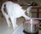 Shmoopie Preparing Mouse Soup