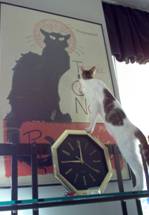 Shmoopie on Shelf with Front Paws on Clock, Staring at Black Cat Poster