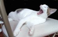 Shmoopie Lying on Chair, Yawning