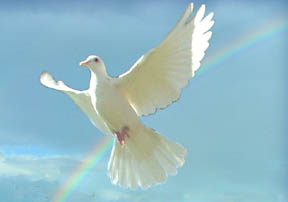 dove flying in rainbow